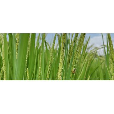 ふるさと納税 山鹿市 発芽玄米パウダー100g×4袋【株式会社夢アグリ】《山鹿市》 |  | 02