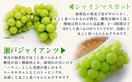＜青系＆黒系ぶどうセット 約1.2kg＞果物 くだもの フルーツ 大粒 大きい 食べ応え 葡萄 ブドウ 果肉 果実 青果 濃厚 甘み 甘い 食べ比べ 贈り物 贈答 岡山農園 愛媛県 西予市 冷蔵 『2
