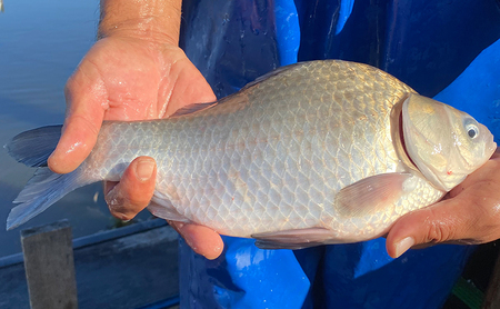 佐屋川　へらぶな釣り感謝券10000円 体験チケット 体験型 フィッシング 釣り体験 アクティビティ お出かけ レジャー 