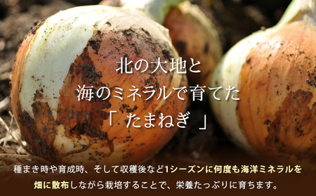 真珠の玉葱 Lサイズ5kg ≪海のミネラルで育てた玉葱≫【50103】