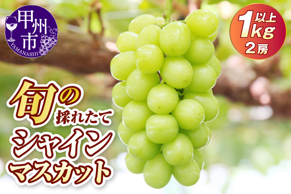 
            【選べる発送年度】旬の採れたて大粒シャインマスカット1.0kg以上（2房）【2025年発送】【2026年発送】（HO）B-417【シャインマスカット 葡萄 ぶどう ブドウ 令和7年発送 令和8年発送 期間限定 山梨県産 甲州市 フルーツ 果物】
          