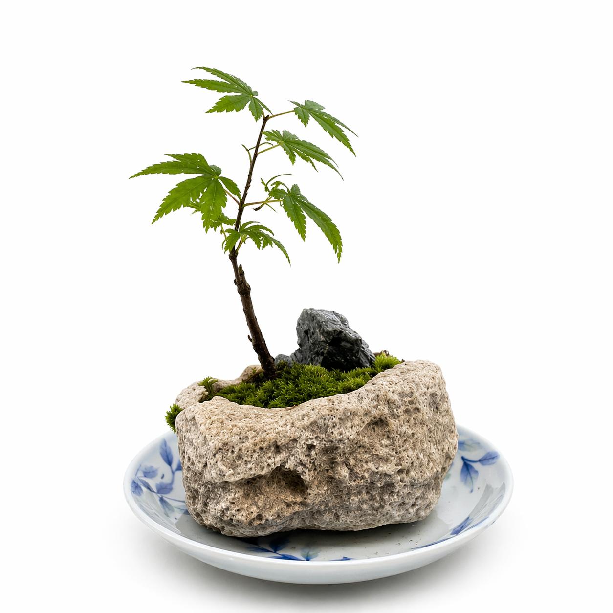 癒しの苔盆景軽石