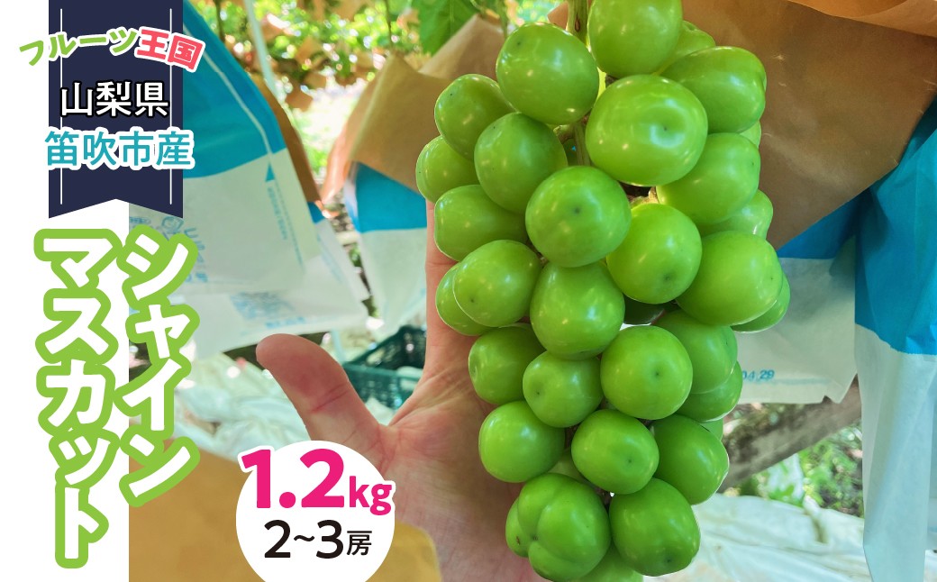 
            ＜25年発送先行予約＞山梨県産 シャインマスカット 1.2キロ （２～３房）231-001
          