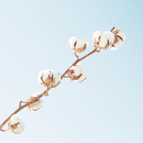 オリジナルパジャマ　婦人M【オーガニックコットン100%】