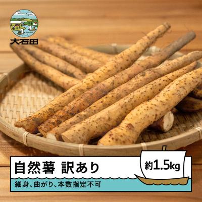 ふるさと納税 大石田町 雪国育ちの自然薯 訳あり スティック 約1.5kg 野菜 やまいも じねんじょ 山形県
