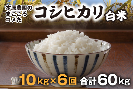 【令和7年産】【農家直送定期便 6ヶ月コース】【白米】 本原農園のまごころコメた 福井県産 コシヒカリ 10kg × 6回 計60kg [N-8903]