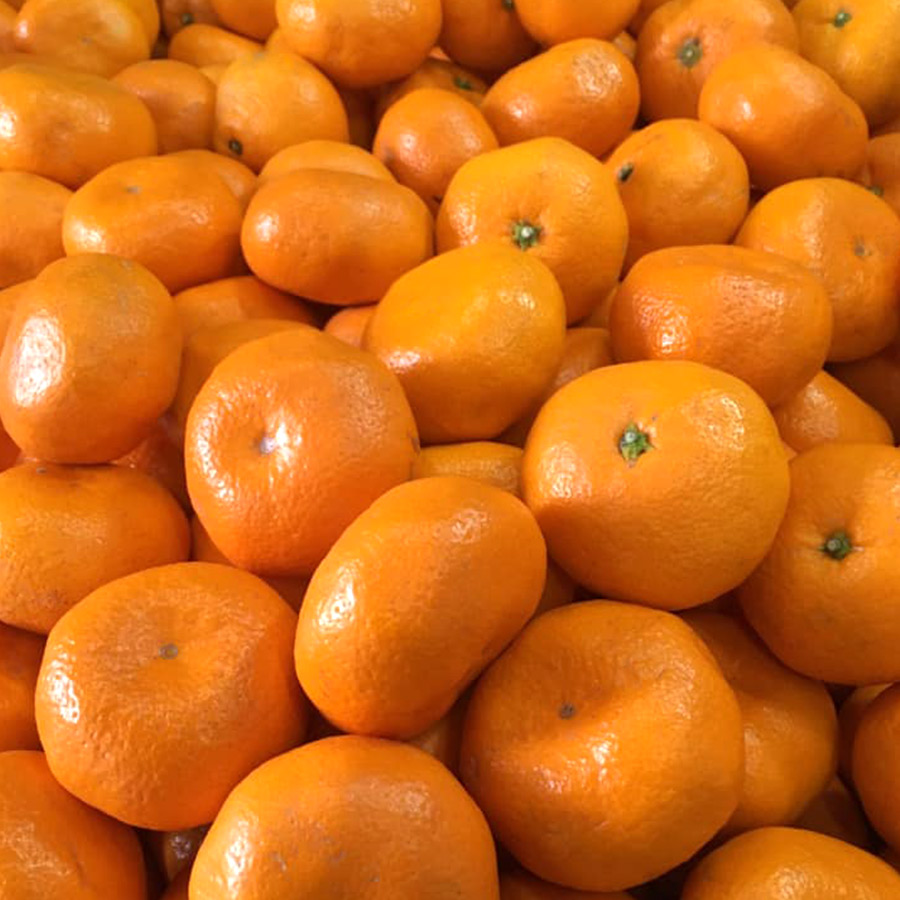 湯河原ブランド大津みかんM 3kg（約３０玉）