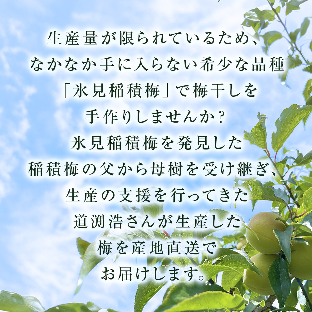 氷見稲積梅　梅干しキット 富山県 氷見市 梅干し キット 手
