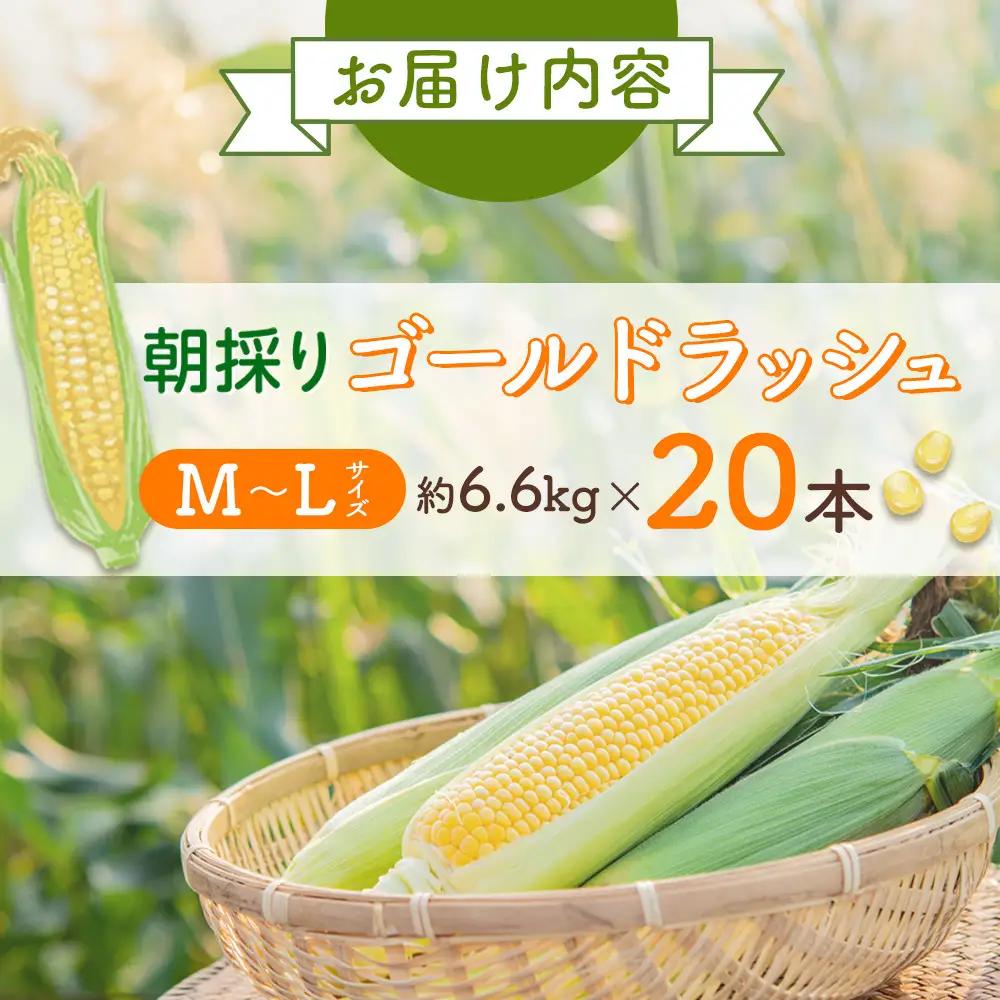 【先行予約】朝採り とうもろこし ゴールドラッシュ 6.6kg (M～Lサイズ×20本)(2026年8月中旬発送) | とうもろこし_01708