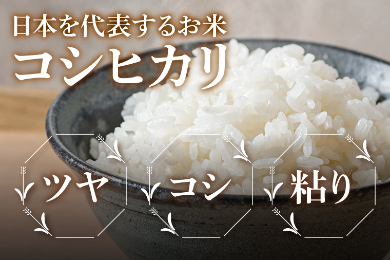 【3ヶ月定期便】茨城県産コシヒカリ　精米　15kg｜精米 定期便 お米 米 こめ コメ ごはん 白米 阿見町 茨城県 茨城県産 茨城県産米 安心 安全 送料無料 国産 人気 数量限定 高評価（85-1