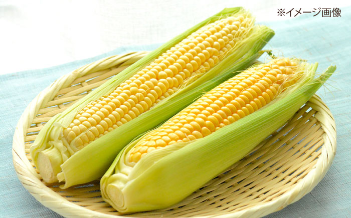 【2026年8月下旬発送予定】北海道厚真産とうもろこし おおもの 《厚真町》【(株)厚真ファーム】旬の野菜 夏野菜 大粒 高糖度 甘い トウモロコシ トウキビ 唐黍 コーン [AXAE001] 150