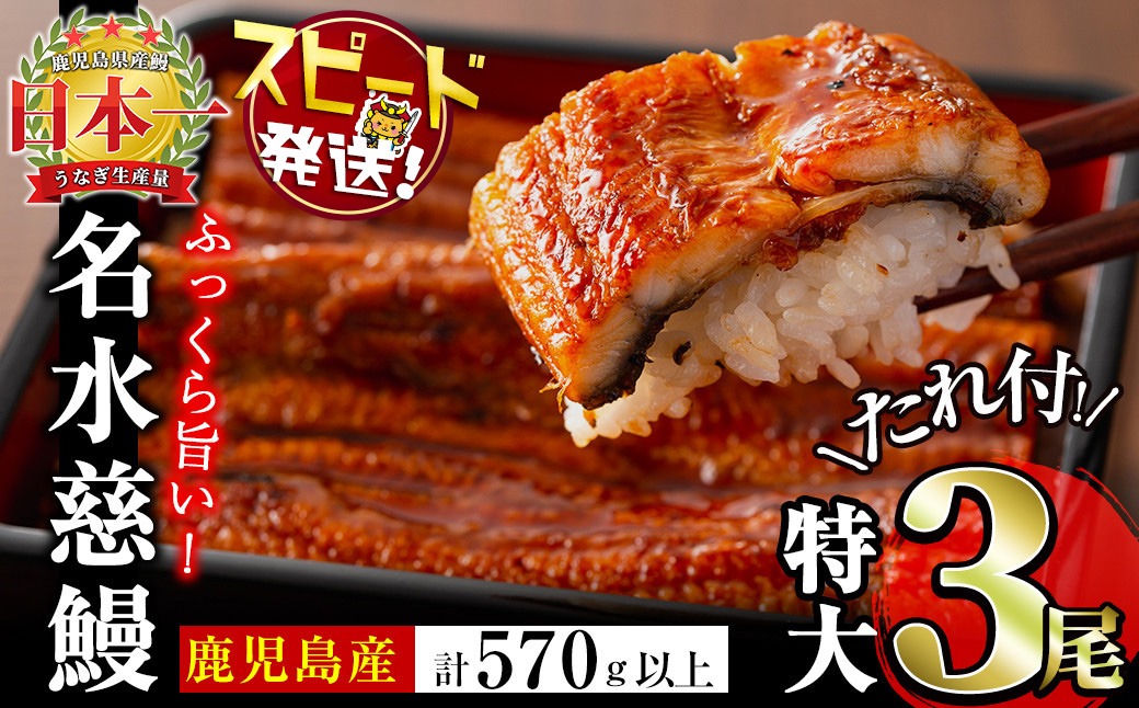 鹿児島県産うなぎ蒲焼 名水慈鰻 特大3尾(1尾190g以上)＜計570g以上＞