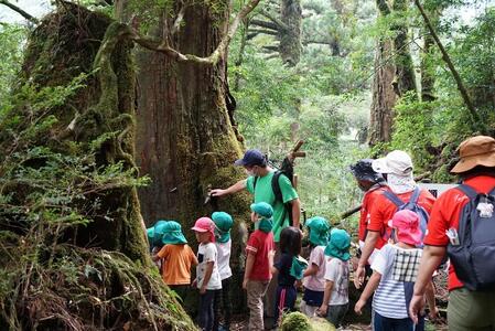 【屋久島の森を感じる 屋久杉の箸置き】屋久島産／花崗岩をイメージしたコロット感がたまらない！屋久杉の箸置き