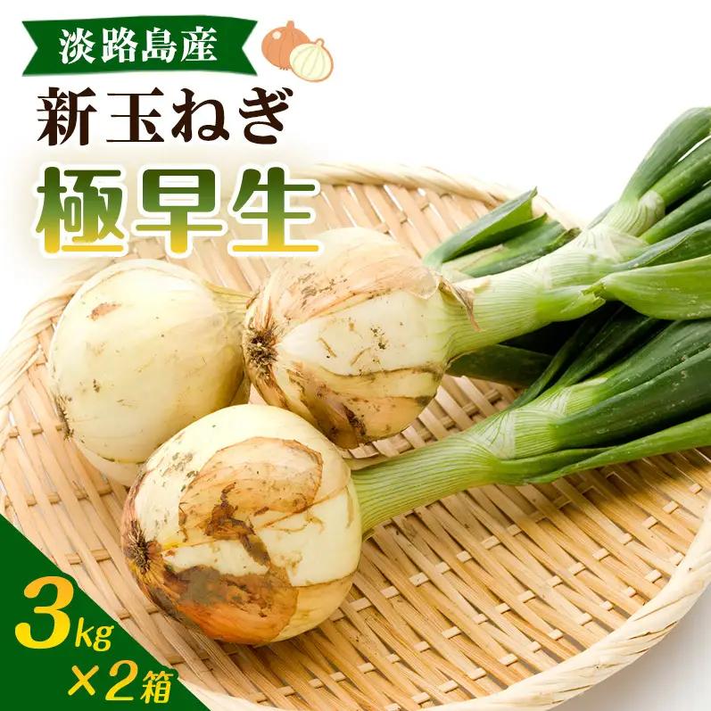 新玉ねぎ 極早生 6kg 2箱 うしろ農園 新玉ねぎ