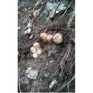 産地直送　岩泉産　松茸　小・コロ 300g【配送不可地域：離島】【1632424】