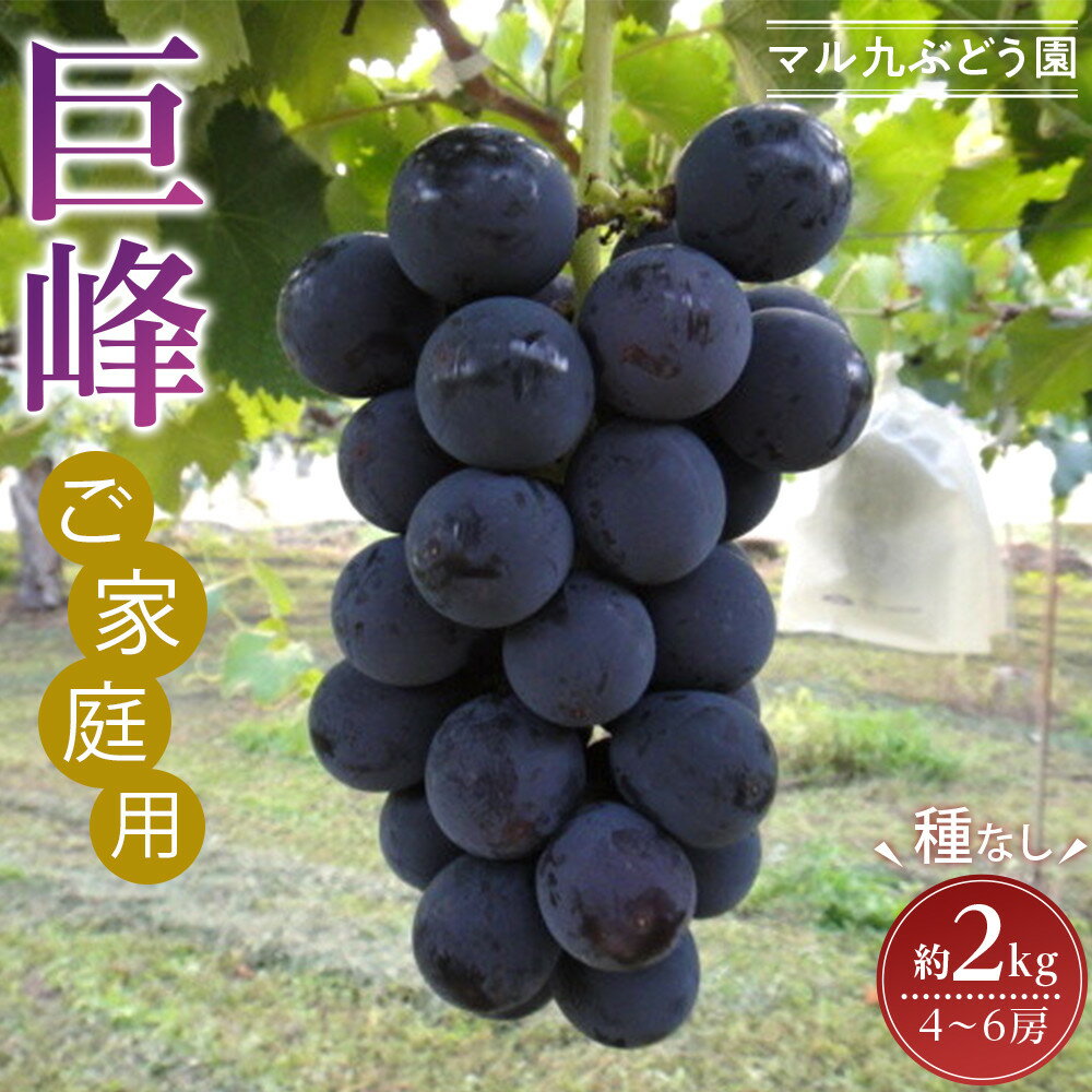 【ふるさと納税】【先行予約】【ご家庭用・数量限定】 巨峰（種なし）約2kg 〔2025年8月上旬より順次発送〕 | ぶどう フルーツ 果物 くだもの 食品 人気 おすすめ 送料無料