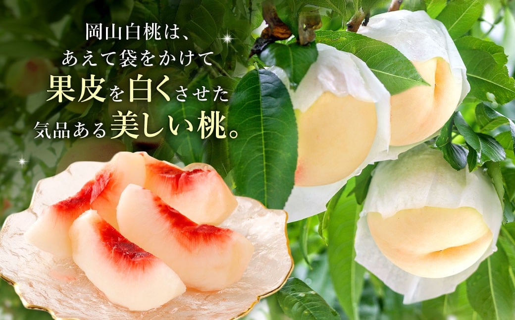 【訳あり】岡山白桃（家庭用）1.2kg以上  サイズ不揃い