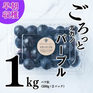 【2025収穫分先行予約】 ぶどう ナガノパープル 1kg バラ粒 500g 2パック 美味しい葡萄 小分け 新着 ブドウ 葡萄 人気 予約 フルーツ ブドウ1kg くだもの 甘いぶどう マスカット 早朝 松山市産ぶどう 収穫 ながのぱーぷる 朝採れ ギフト 贈答 期間限定 愛媛県産ブドウ 2025年発送 先行予約 ※8/10頃～発送予定 ナチュラルファームｅｎ【GL005】