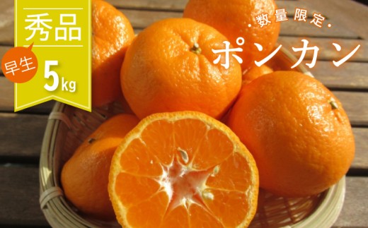 みかん ぽんかん 早生 秀品 5kg 蜜柑 みかん mikan 先行予約 果物 くだもの フルーツ 柑橘 濃厚 甘い 甘味 産地直送 農家直送 数量限定 国産 高知 高知県産 須崎 KG003-2x