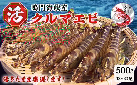 【予約受付中・8月頃より順次発送】活クルマエビ 500g　【活き発送】　※説明文をご確認ください
