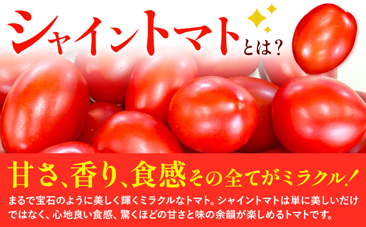 【先行予約】シャイントマト 2kg シャイントマトファーム《1月中旬-6月中旬頃出荷》岡山県 笠岡市 送料無料 トマト 野菜 ミニトマト【配送不可地域あり】 st-p