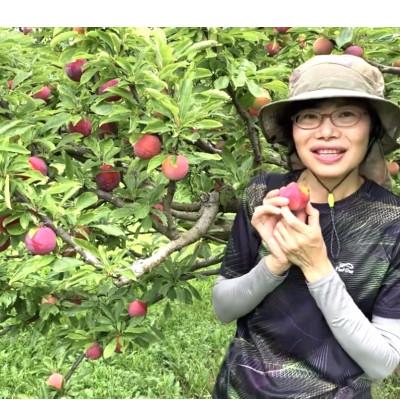 ふるさと納税 南アルプス市 【2026-06-30〜発送開始】すもも[希少品種]サマーエンジェル「夏の天使〕精選大玉約1.5kg |  | 01