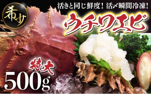 活〆ウチワエビ特大3匹 500g＜数量限定＞ 国産 東洋町産 セット うちわえび 新鮮 海鮮 高知県 東洋町 四国 お取り寄せ 送料無料 S208