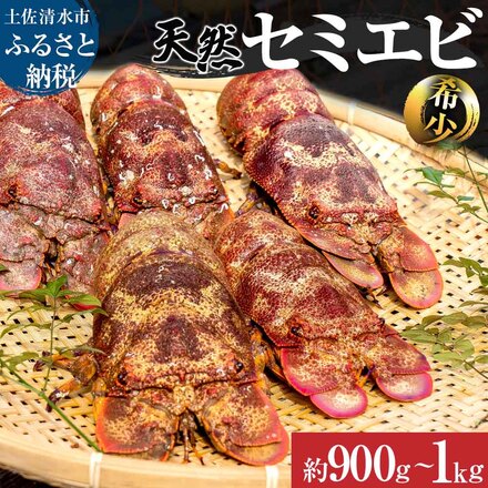 【ふるさと納税】　幻の天然セミエビ　約900g～1kg（サイズおまかせ）※着日指定不可※漁師のごちそうをお届け！甲殻類 海老 海鮮BBQ エビ せみえび 冷蔵 配送 賞味期限が短い 新鮮 美味しい 希少 高級食材 故郷納税 ふるさとのうぜい 返礼品 土佐清水市 高知【R00678】