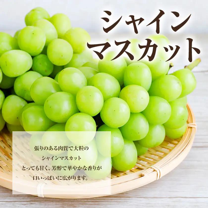 ぶどう 農園直送 朝採れシャインマスカット 2kg以上【配送不可地域あり】