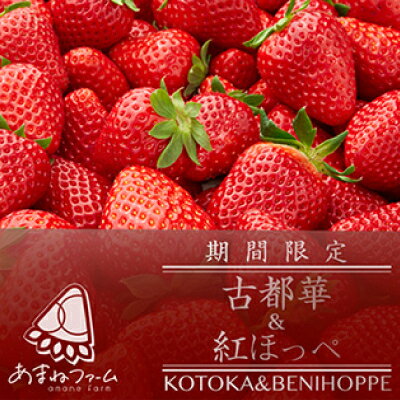 【ふるさと納税】奈良県産【朝摘み・農家直送】古都華&紅ほっぺ食べ比べセット 化粧箱入(約250g 各1P計2パック)_ いちご 苺 紅ほっぺ 食べ比べ 古都華 セット フルーツ 果物 くだもの 奈良県 朝摘み 農家直送 贈答 ギフト 化粧箱 【配送不可地域：離島】【1574132】