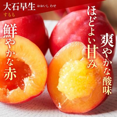 ふるさと納税 笛吹市 【2026年先行予約】すもも 品種おまかせ 6パック 約1.4kg 産地直送 村松農園 笛吹市 |  | 01