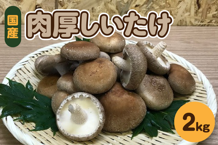 しいたけ　2kg【11月より順次発送】国産肉厚青森きのこ