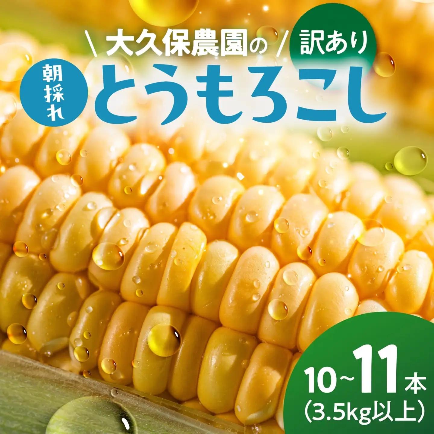 ＜先行予約＞ 朝採り とうもろこし 訳ありも選べる 10本～11本 (3.5kg以上) 訳あり とうもろこし 冷蔵 糖度 フルーツ くらい 甘い 田原市 トウモロコシ コーン おやつ スイーツ コーンスープ にも 事前予約 旬 夏 初夏 野菜 やさい