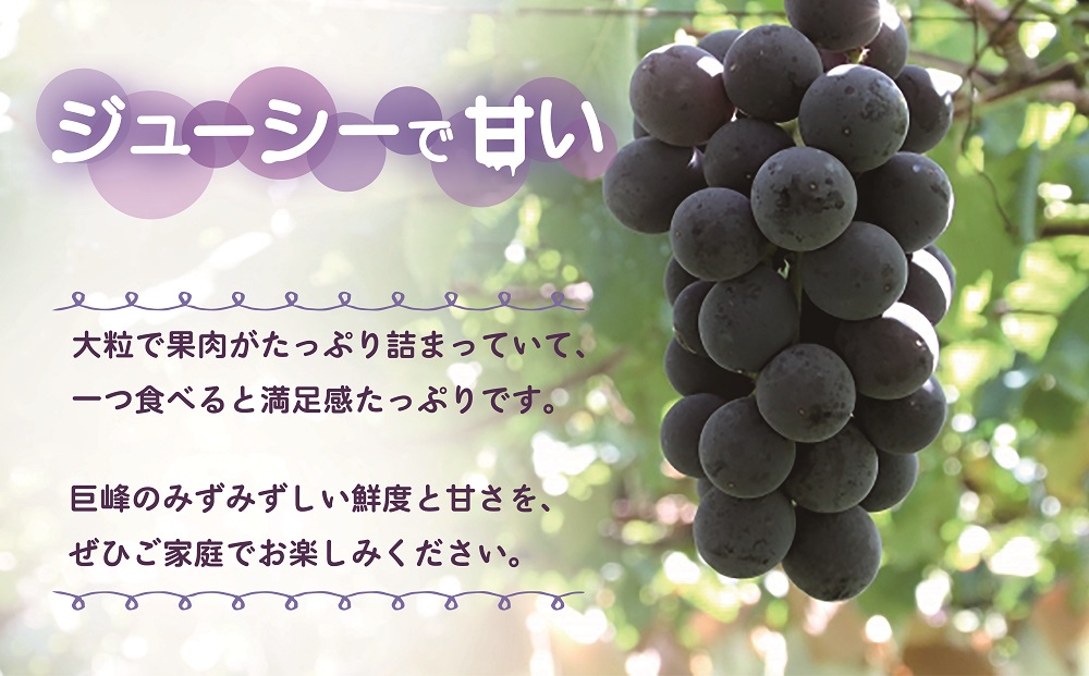 山梨県甲斐市産　化学肥料不使用で育った巨峰　約1㎏ DG-4