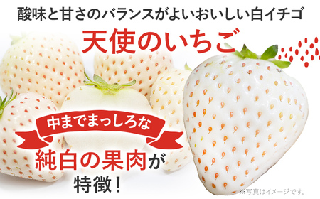 紅白いちごセット（あまおうと天使のいちご）いちご フルーツ 果物 あまおう 天使のいちご 白いちご 2パック 1パック約250g～270g 食べ比べ 福岡 苺 イチゴ 紅白【2025年2月～2025年