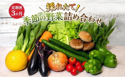 
                  定期便 12回 季節の野菜 詰め合わせ セット 冷蔵 旬
                
