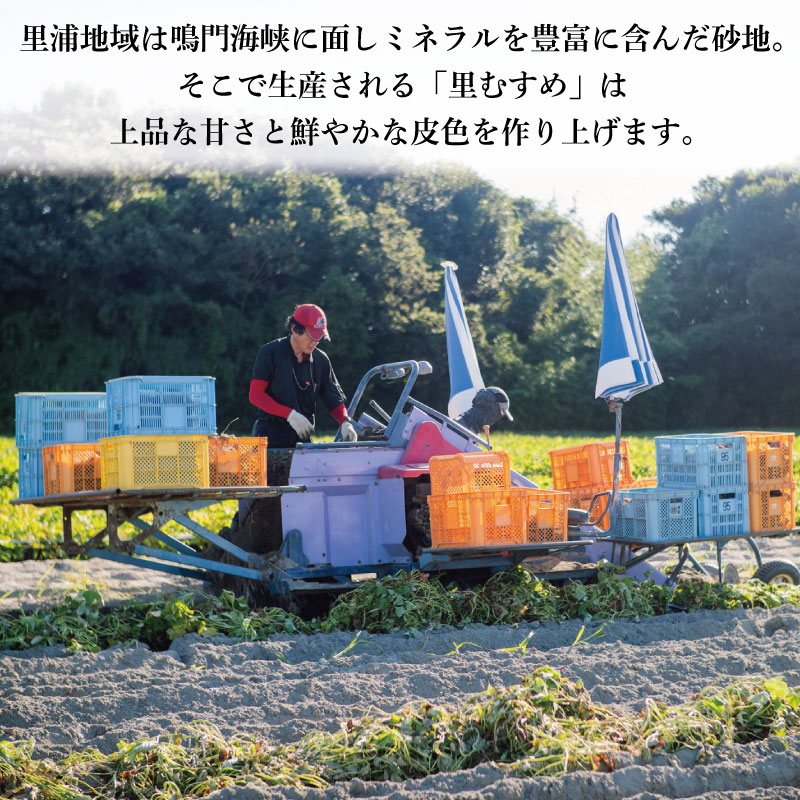 さつまいも 鳴門金時 5kg 2026年1月発送 なると金時 Lサイズ 里むすめ 芋 野菜 スイーツ スイート チップス 棒 箱 詰め 紅 甘い お菓子 金時 大学 種類 生 調理 干し芋 焼き芋 ホ
