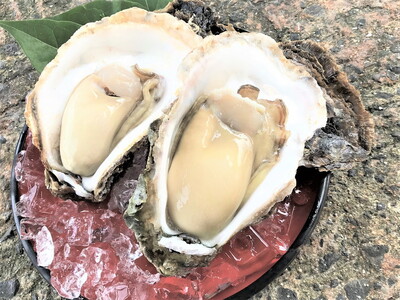 能登産 岩牡蠣（2.5kgセット／8～10個入）専用ナイフ 片手用軍手付 加熱用 |  魚介類 訳あり 生活応援価格 ご家庭用  冷蔵配送 石川県 七尾市 ※2026年6月下旬～8月上旬頃に順次発送予