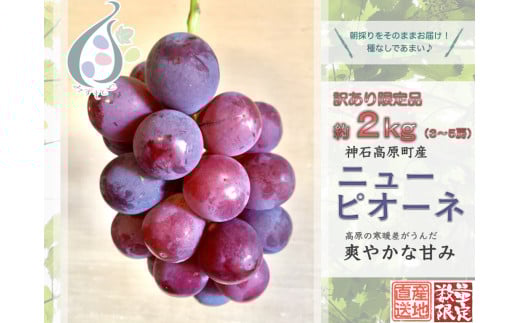 【令和8年発送分 / 先行予約】訳ありピオーネ　約2.0㎏　神石高原町産〈ご家庭用〉【みずもとや（田邉）】