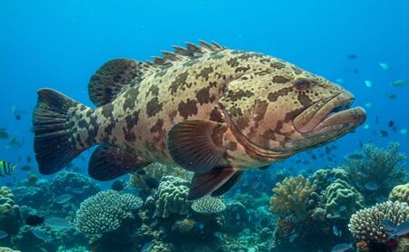 《冷凍》 天然クエ鍋(身400g+あら600gセット)1kg（4人前）《知夫里島》クエ くえ クエ鍋 海鮮鍋 天然クエ 鍋 クエ鍋 離島 くえ鍋 お取り寄せ アラ アラ鍋