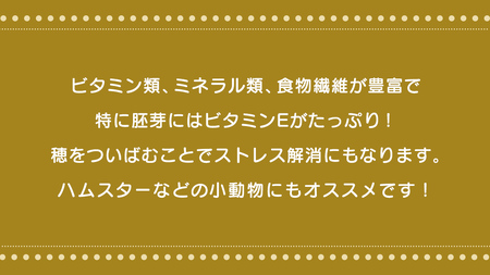エクセル 粟の穂 130g × 5袋 小鳥用 鳥 ハムスター 小動物 ペットフード 餌 えさ ビタミン ミネラル 食物繊維 穀物  [BU023sa]
