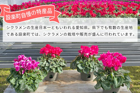 〈予約品〉冬の花 一番キレイな色をお届け！シクラメン４号鉢２鉢セット 鉢花 花 ピンク 赤 白 ギフト プレゼント -010