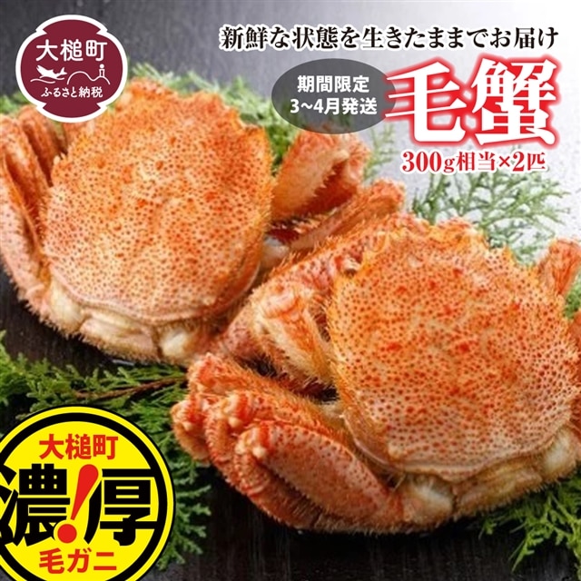 【令和8年発送】三陸産！活毛ガニセット  300g×2杯【2026年2月~4月発送】【配送日指定不可】