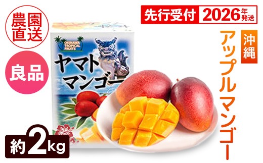 【化粧箱入】【先行受付・2026年発送】ヤマト農園 アップルマンゴー約2kg（良品）- 先行予約 沖縄県産 産地直送 南国フルーツ 旬の味覚 季節の果物 贈り物 ギフト 沖縄県 八重瀬町