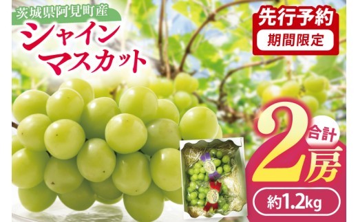 
                  【先行予約】シャインマスカット2房（約1.2kg）マスカット ぶどう ブドウ 葡萄 フルーツ 果物 阿見町 茨城県【2026年9月下旬～10月上旬発送予定】（49-02）
                