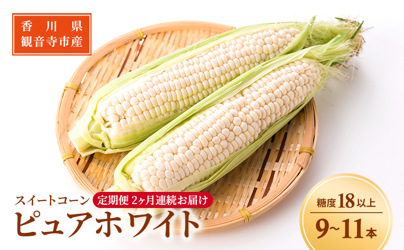 《糖度18度以上》スイートコーン とうもろこし ピュアホワイト【2ヶ月連続お届け】9～11本入×2回 ※お届け：2025年6月中旬～7月上旬 野菜