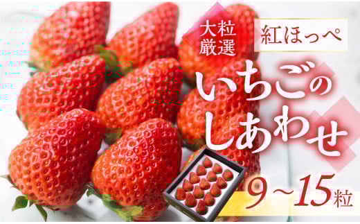 ≪先行予約≫【愛知県・田原産】ブランドいちご「いちごのしあわせ」約9粒～15粒  3月中お届け ／ 苺 イチゴ フルーツ 果物 農薬節減 愛知県 特産品 産地直送 田原市 渥美半島