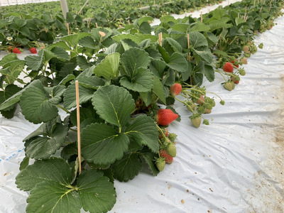 【2月発送】 先行予約 いちご 「さちのか」「恋みのり」 詰め合わせ 約250g×4パック 宇城市産いちご 熊本県産いちご 宇城市産いちご 熊本いちご 国産いちご いちご4パック 2026年2月上旬発