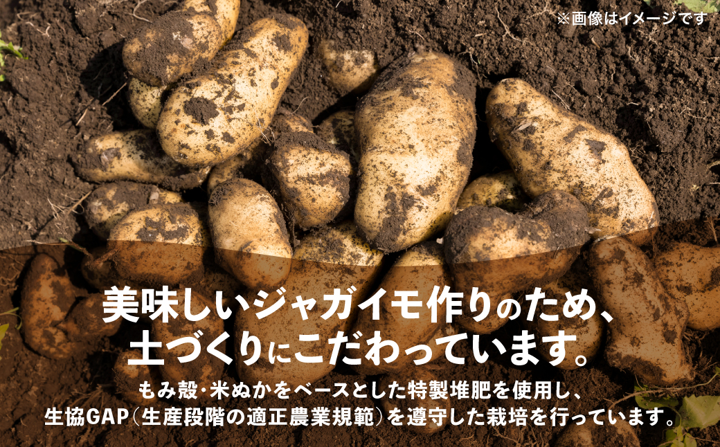 【先行予約】 熊本県八代市産 潮風薫る新じゃがいも (メークイン) 10kg 野菜 芋 いも 国産 熊本県 八代市 九州 農作物 【2025年6月上旬より順次発送】