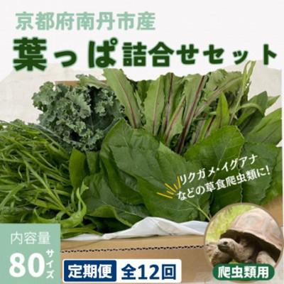 ふるさと納税 南丹市 【毎月定期便】爬虫類用 季節の葉っぱ詰め合わせ 80サイズ全12回